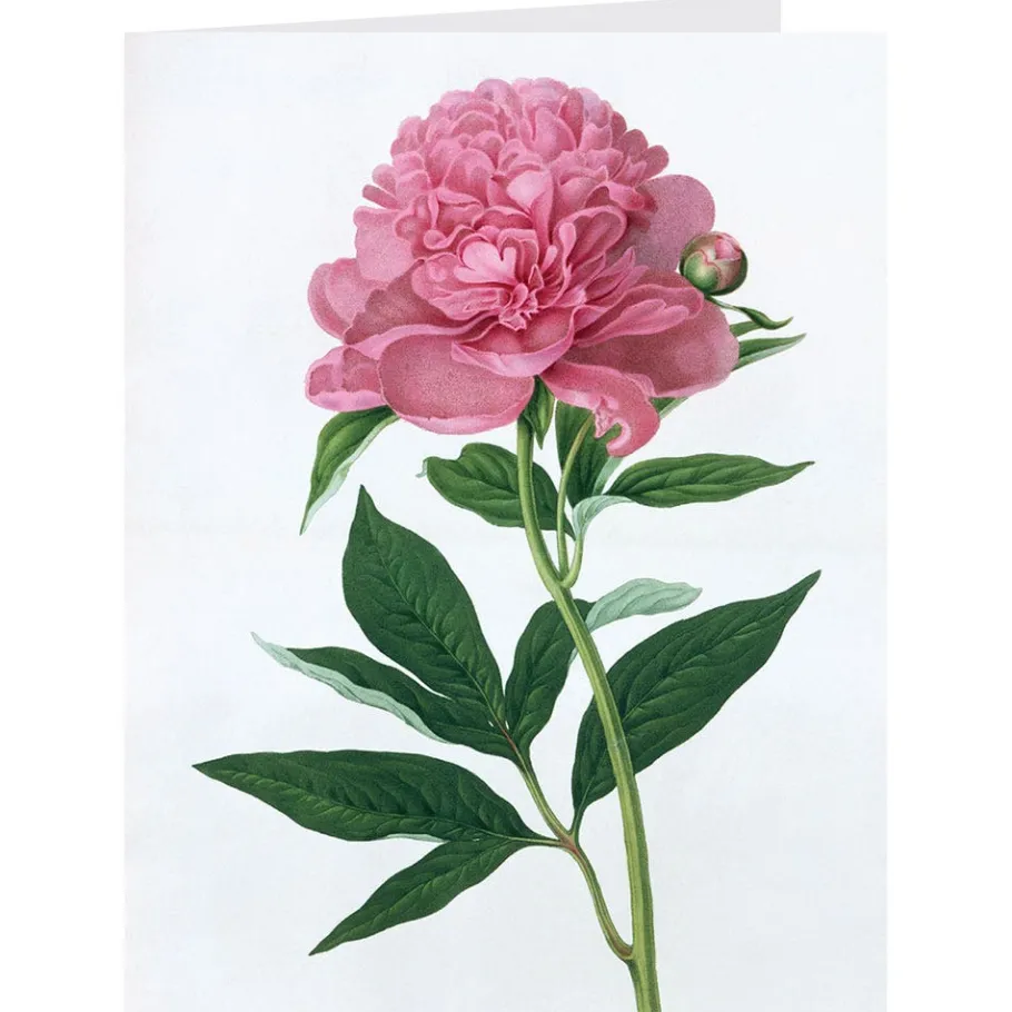 The Met Store Botanical Illustrations Notecards* Notecards & Correspondence