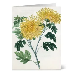 The Met Store Botanical Illustrations Notecards* Notecards & Correspondence